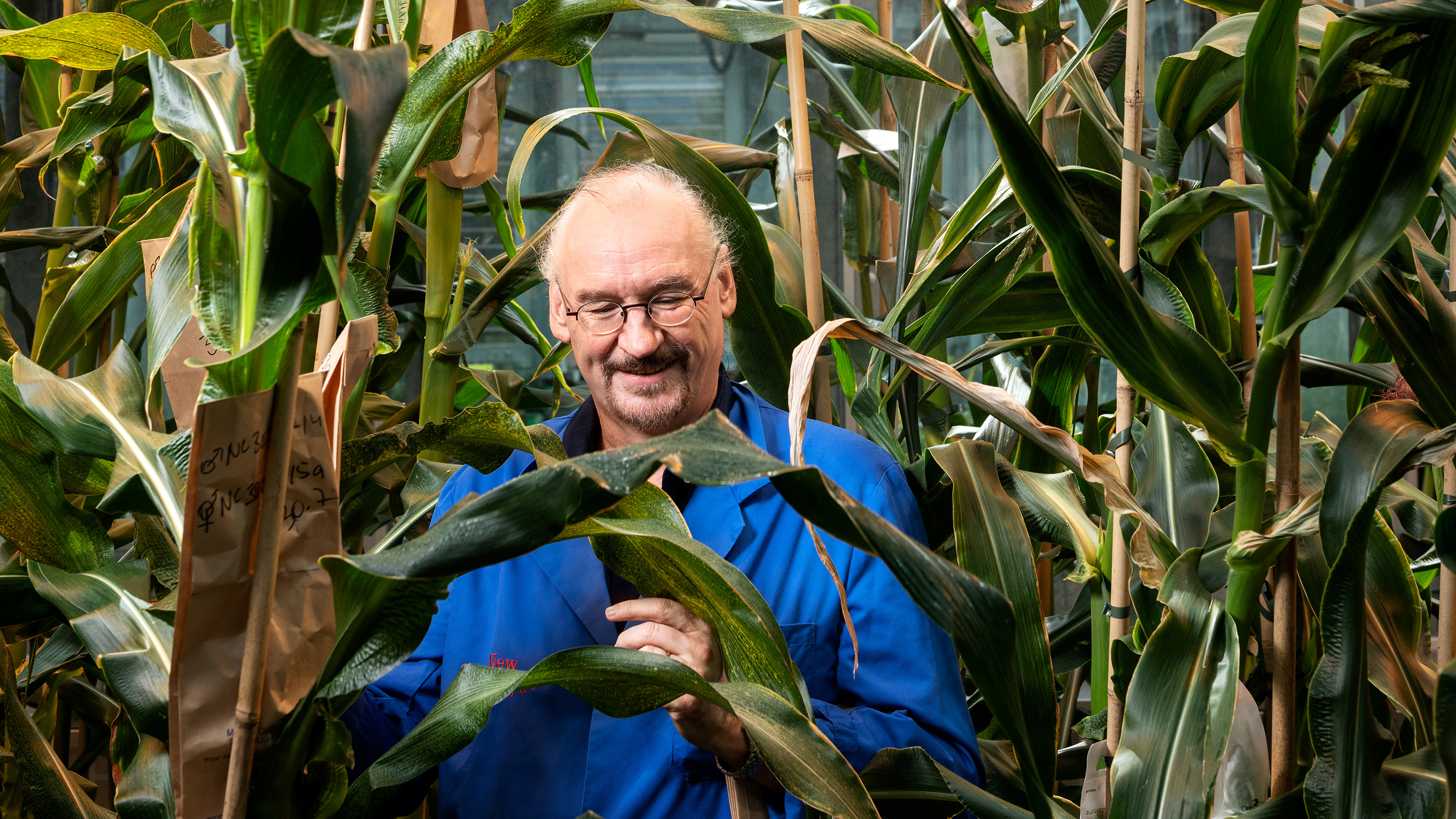 Researcher Ueli Grossniklaus in the middle of maiz plants.